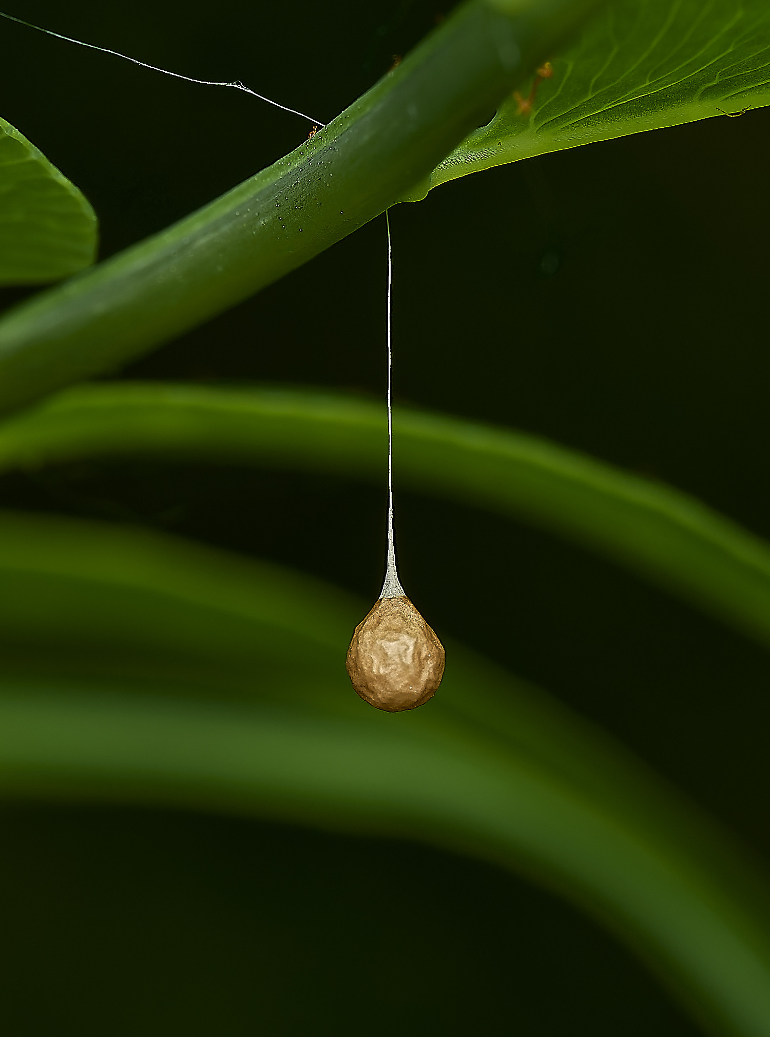 AlderfenBroadSpiderEggSac250526-2