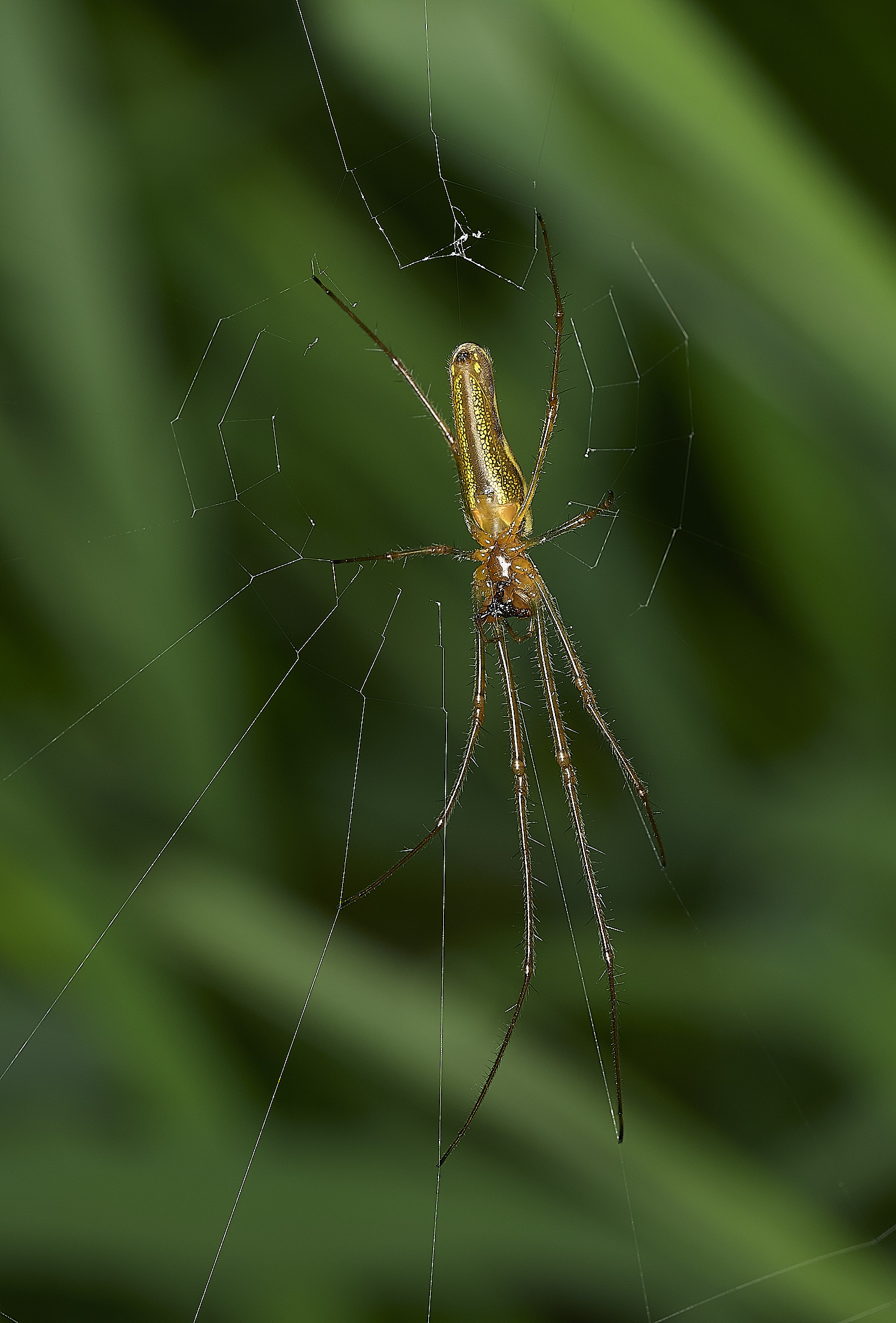 AlderfenBroadSpiderSp2250526-1