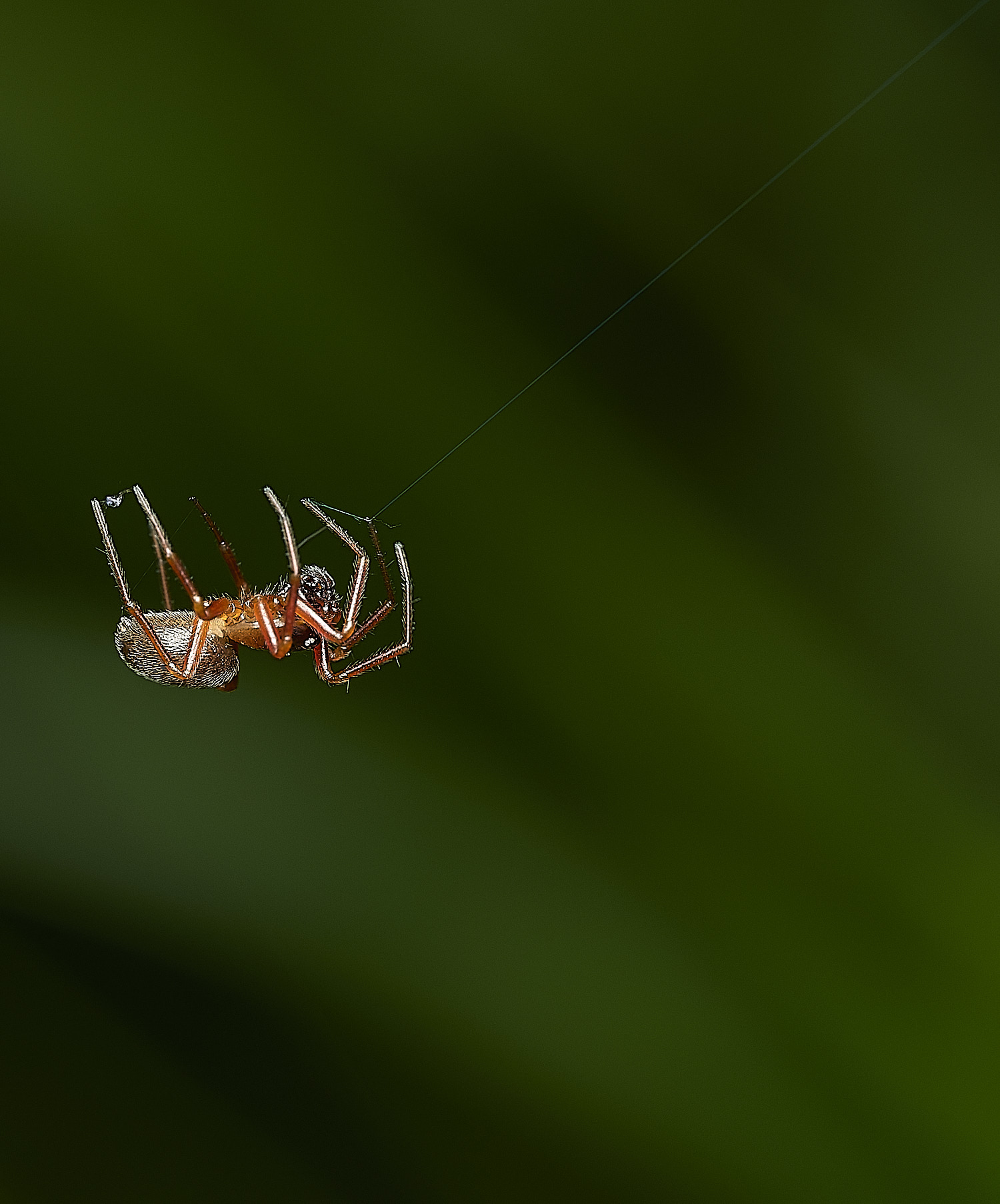 AlderfenBroadSpuderSp5250526-1