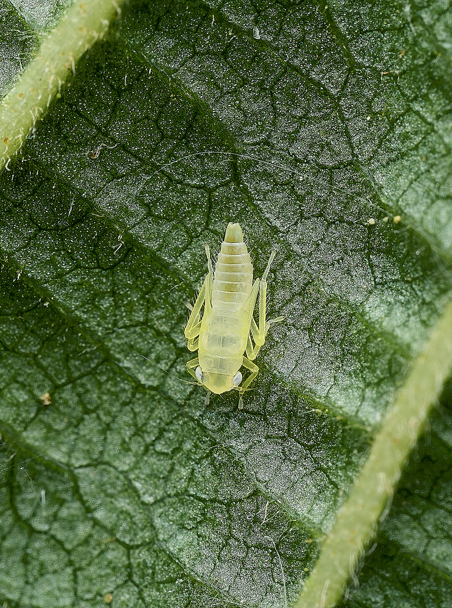 AlderfenBroadThripSp250526-1