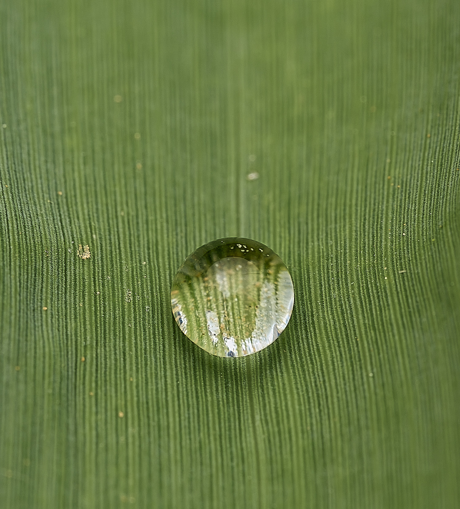 AlderfenBroadWaterDroplet2250526-1