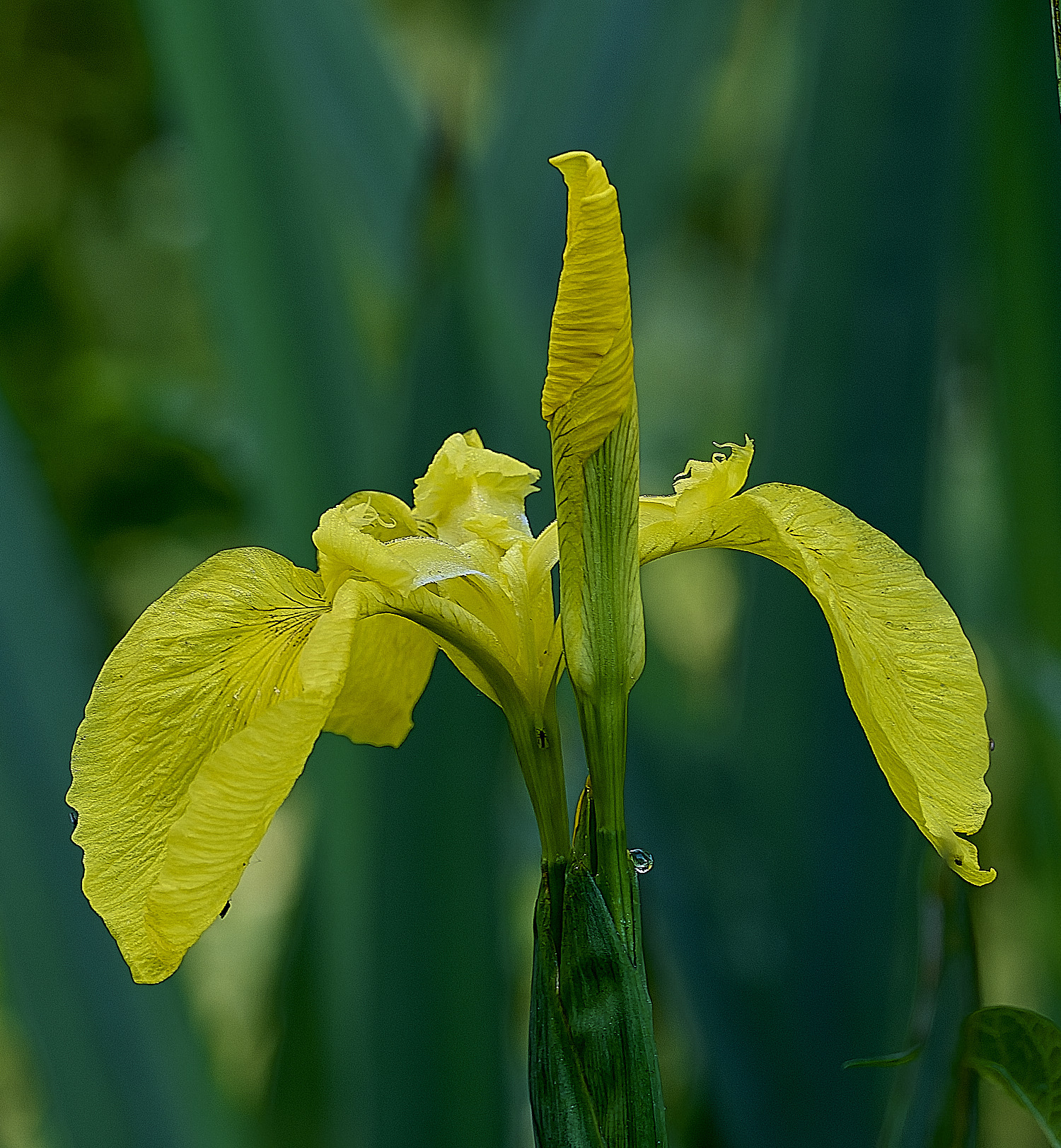 AlderfenBroadYellowFlag250526-1