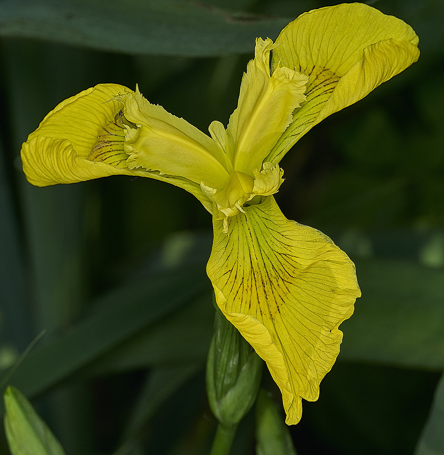 AlderfenBroadYellowFlag250526-3