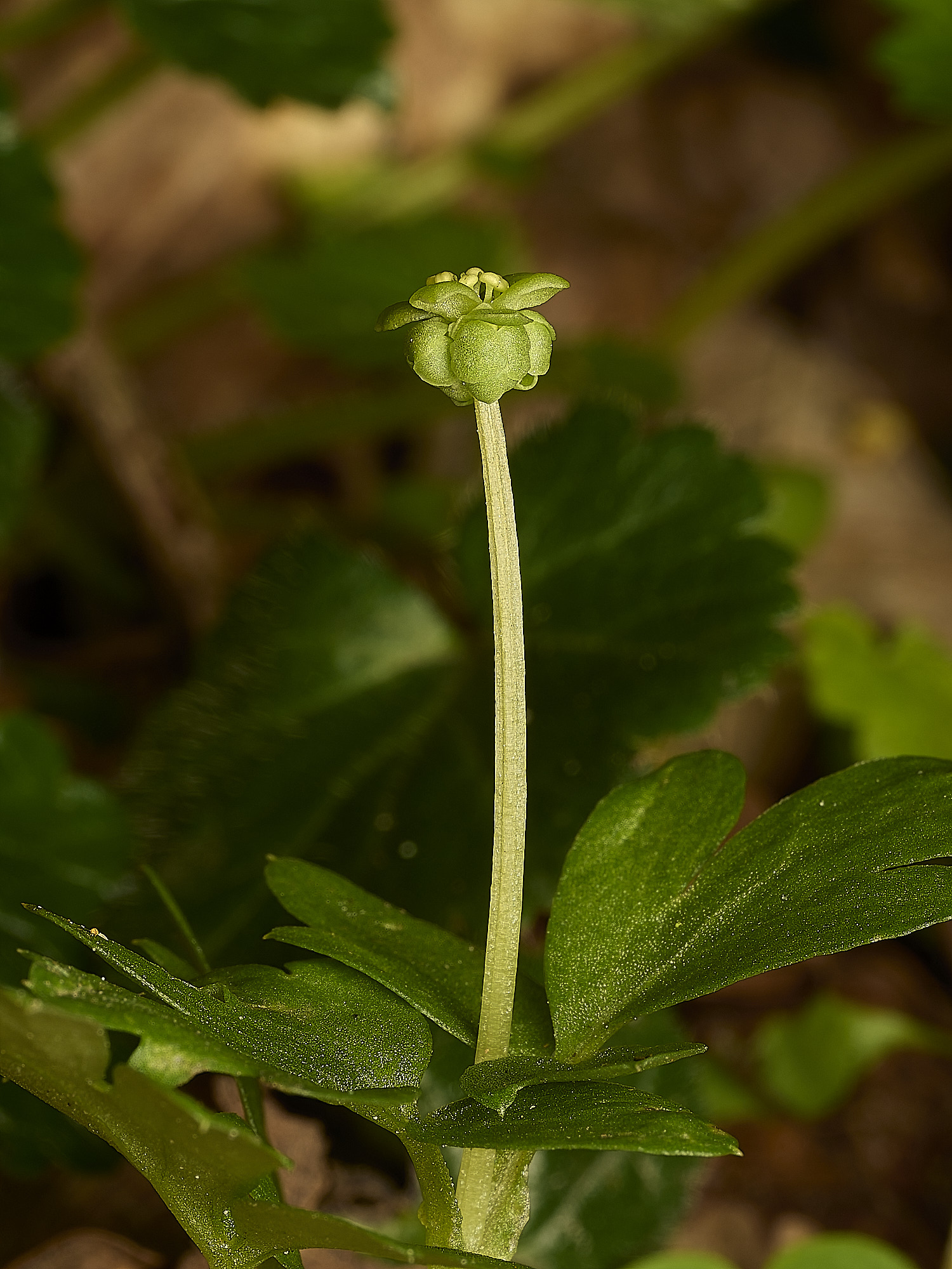 AlderfordCommonAdoxa250326-5