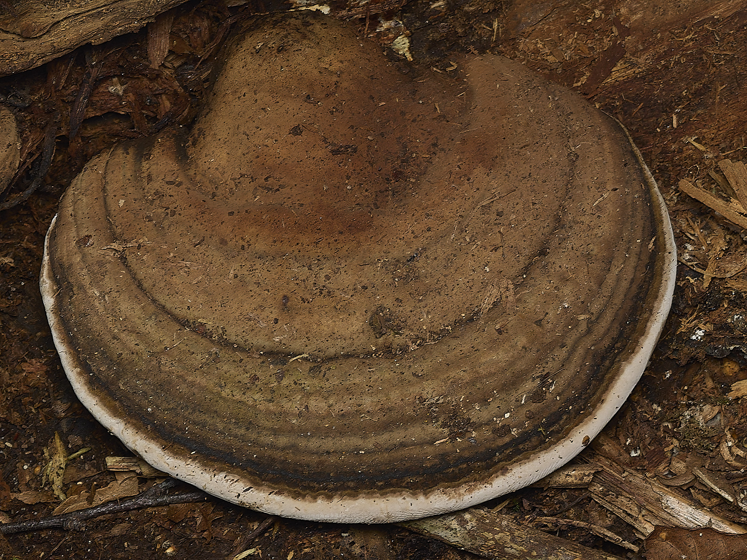 AlderfordCommonBracket250326-1