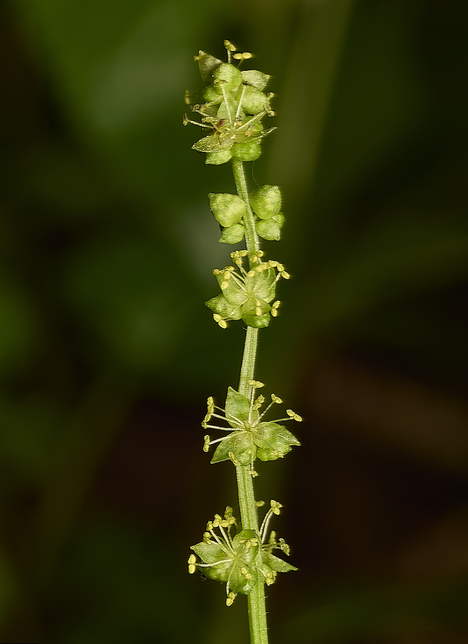 AlderfordCommonDog&#39;sMercury250326-2