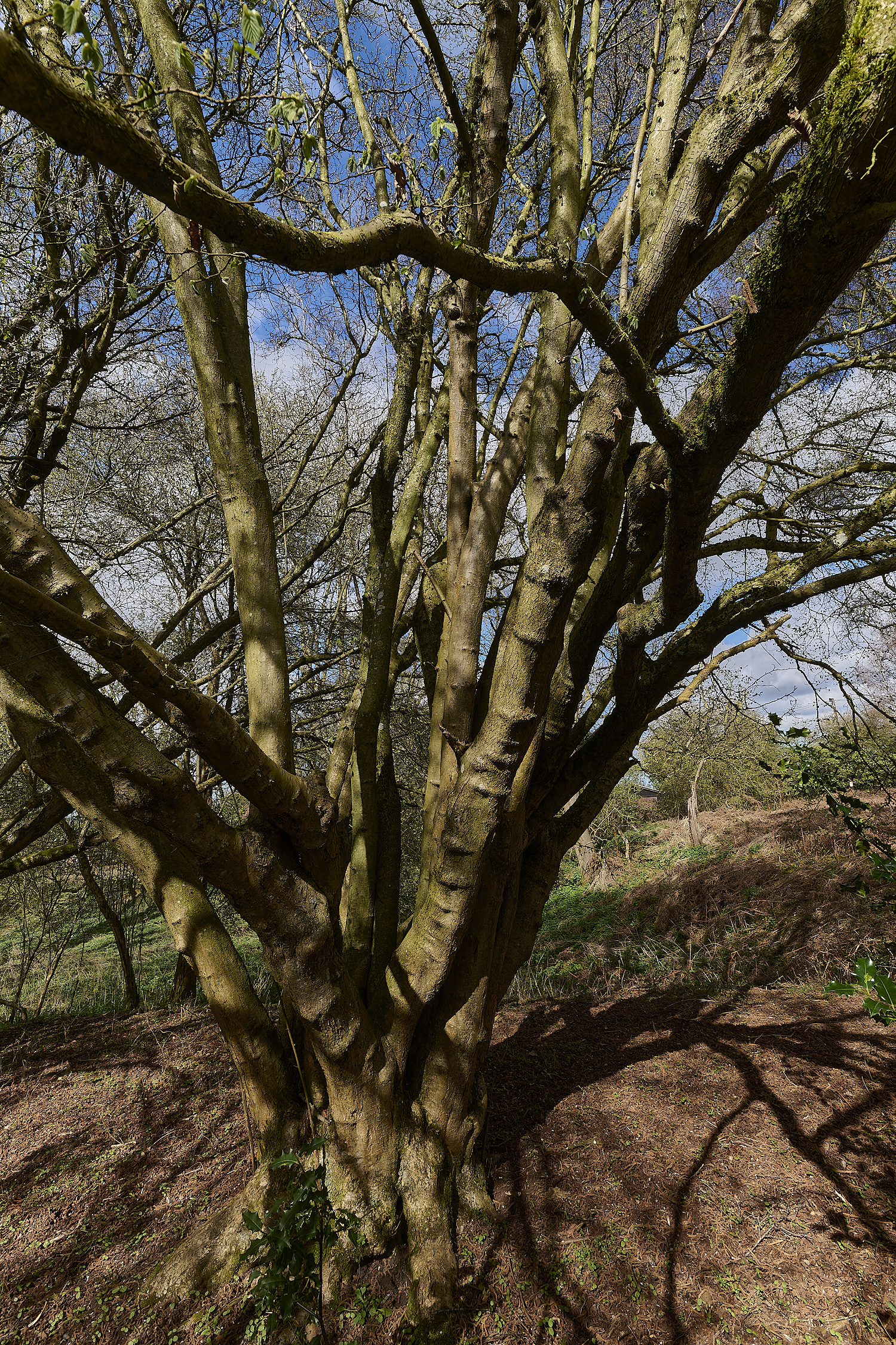 AlderfordCommonHazel250326-2
