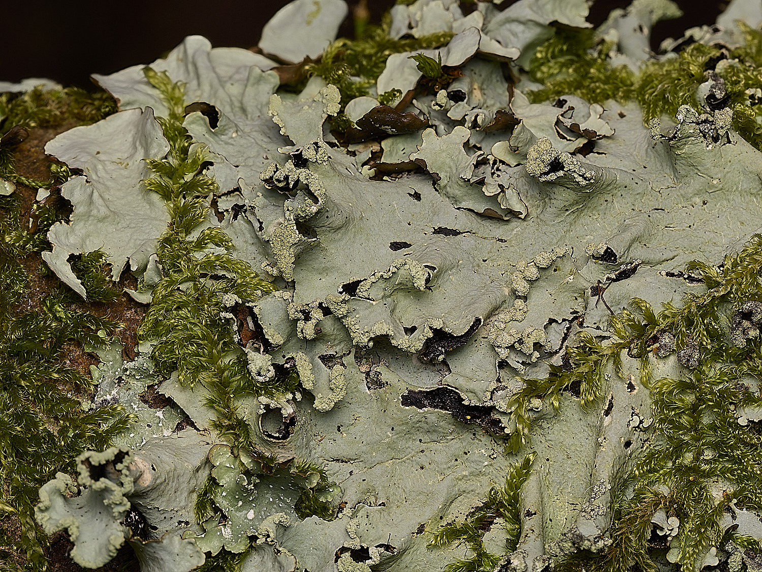 AlderfordCommonLichen1250326-2