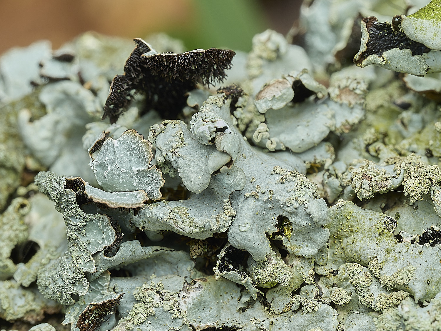 AlderfordCommonLichen2250326-1