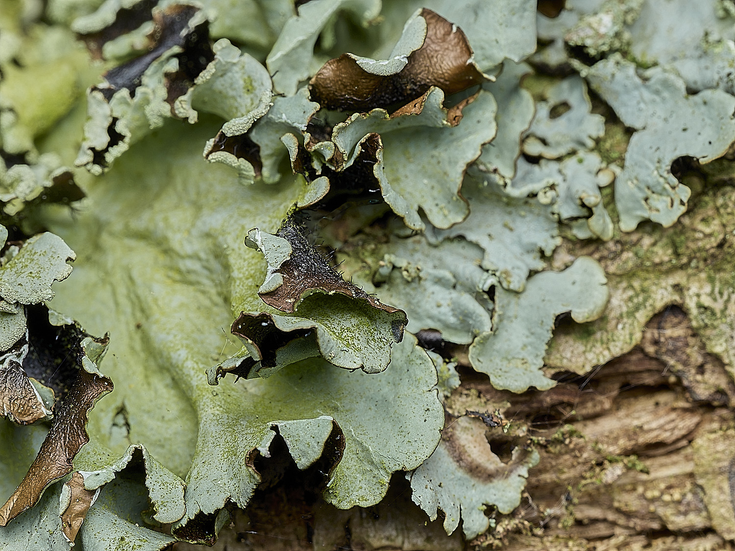 AlderfordCommonLichen2250326-2