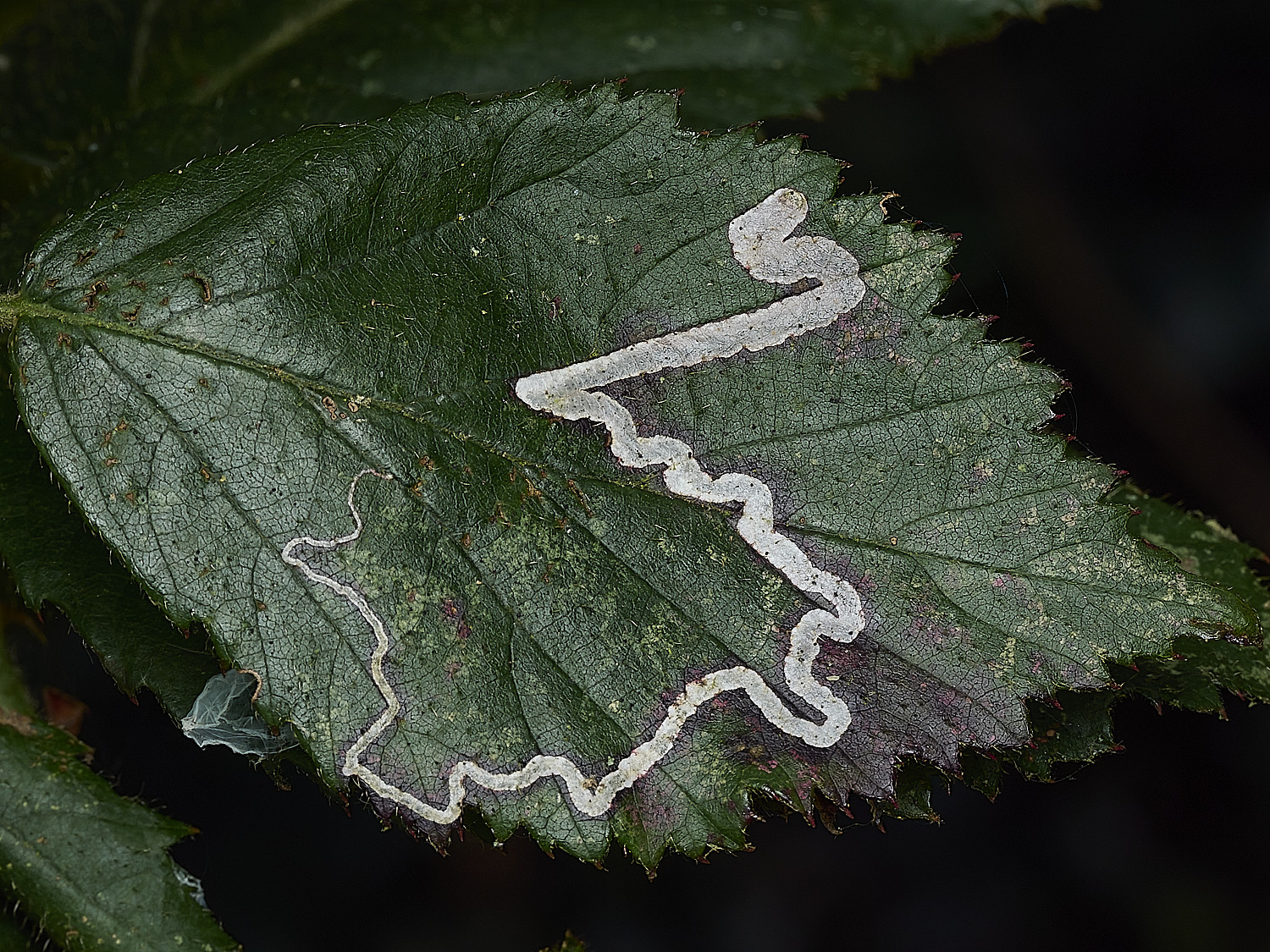 AlderfordCommonMine1250326-1