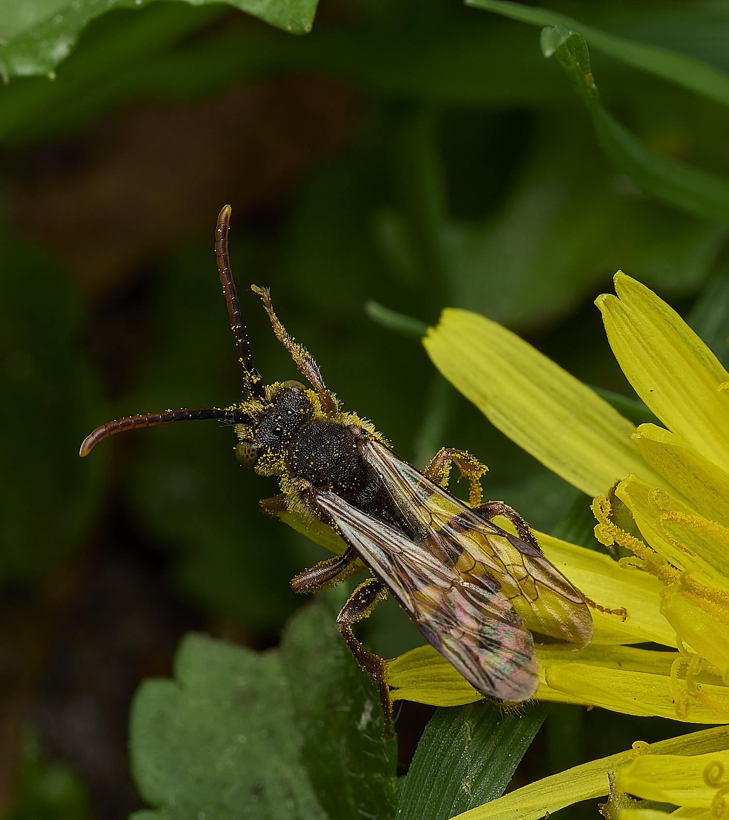AlderfordCommonNomad250426-1