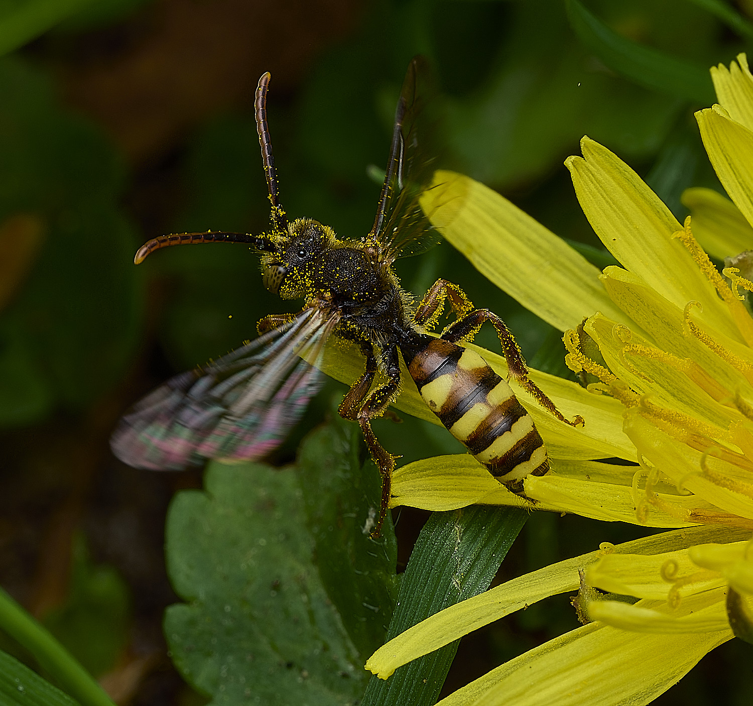 AlderfordCommonNomad250426-2