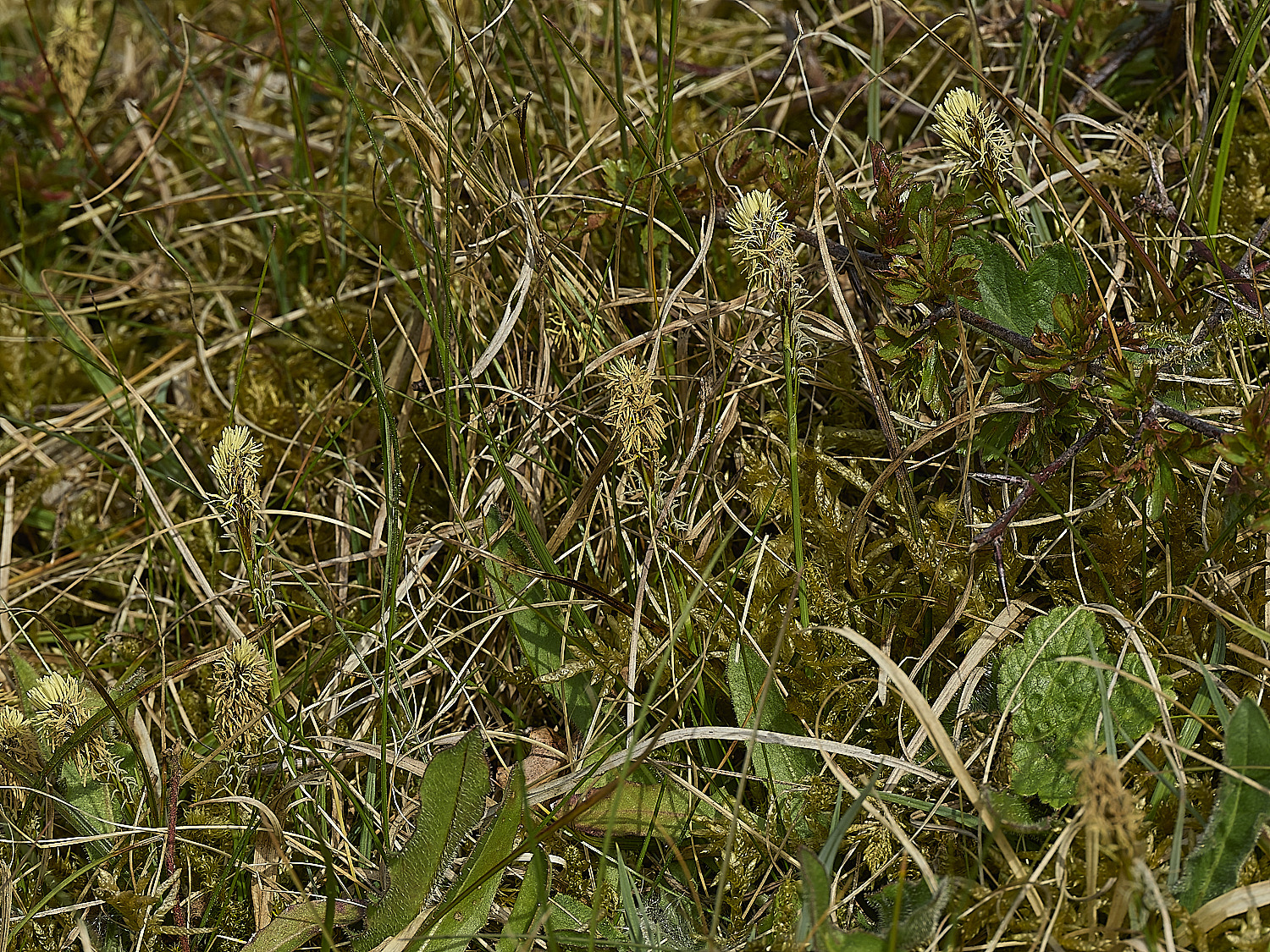AlderfordCommonSedge250426-1