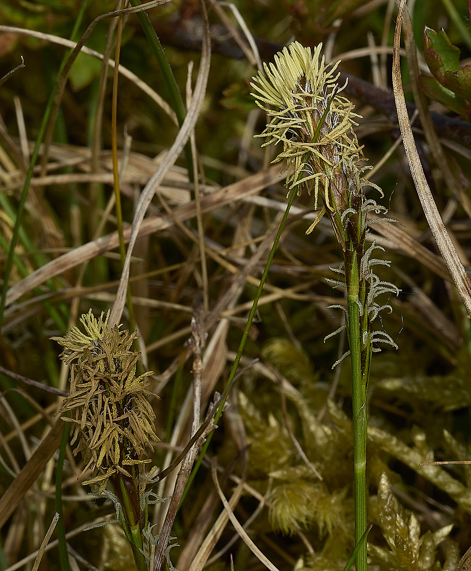 AlderfordCommonSedge250426-2