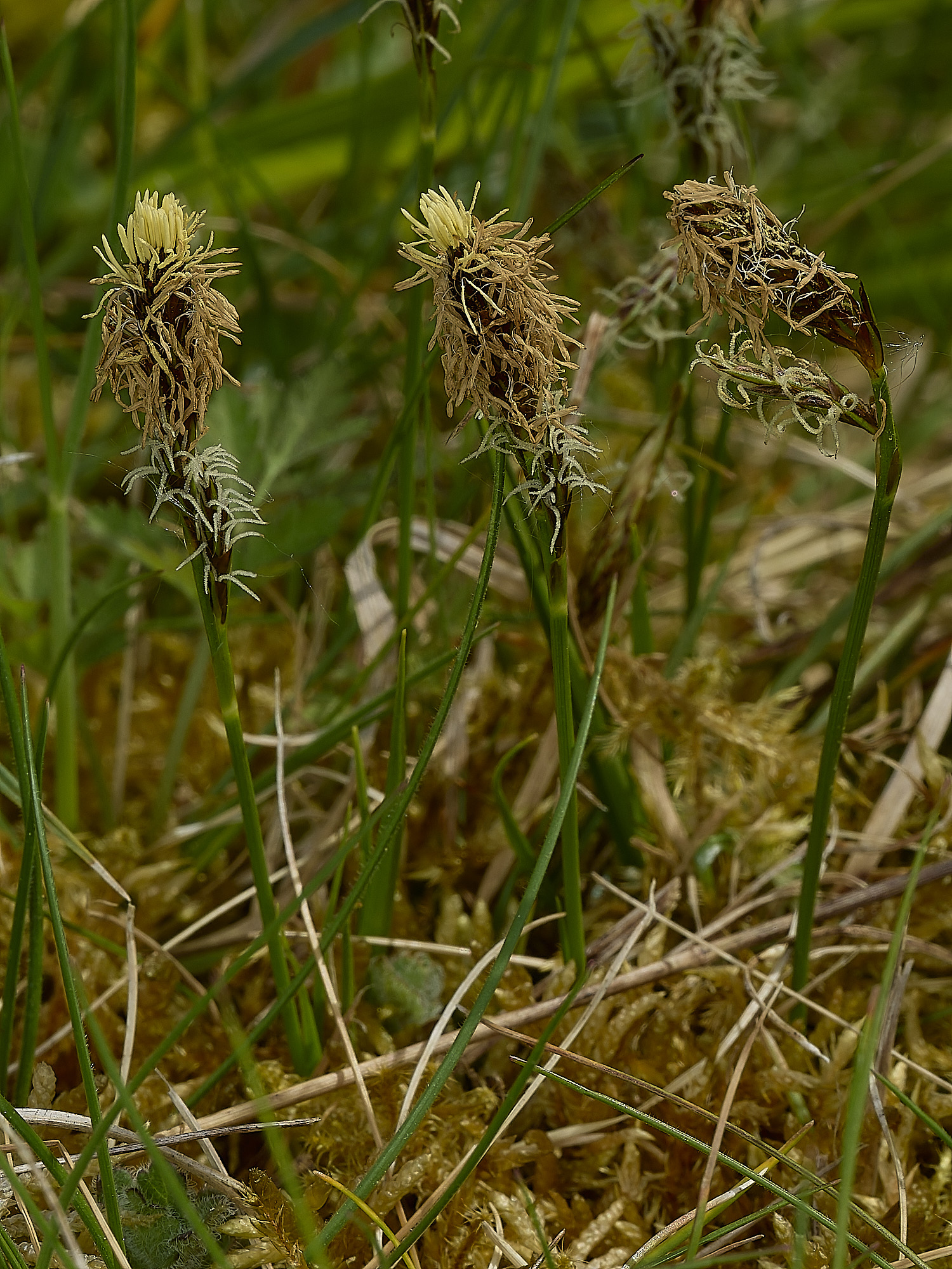 AlderfordCommonSedge250426-3