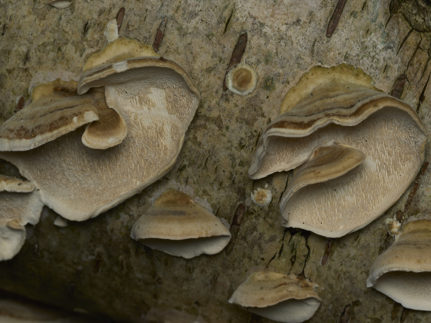 AlderfordCommonTrametes250326-1
