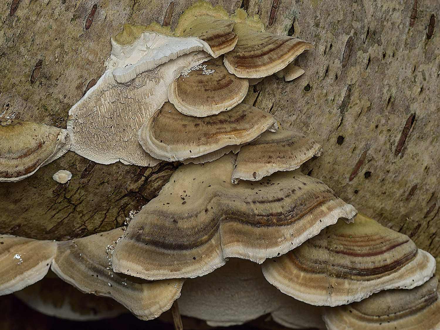 AlderfordCommonTrametes250326-2