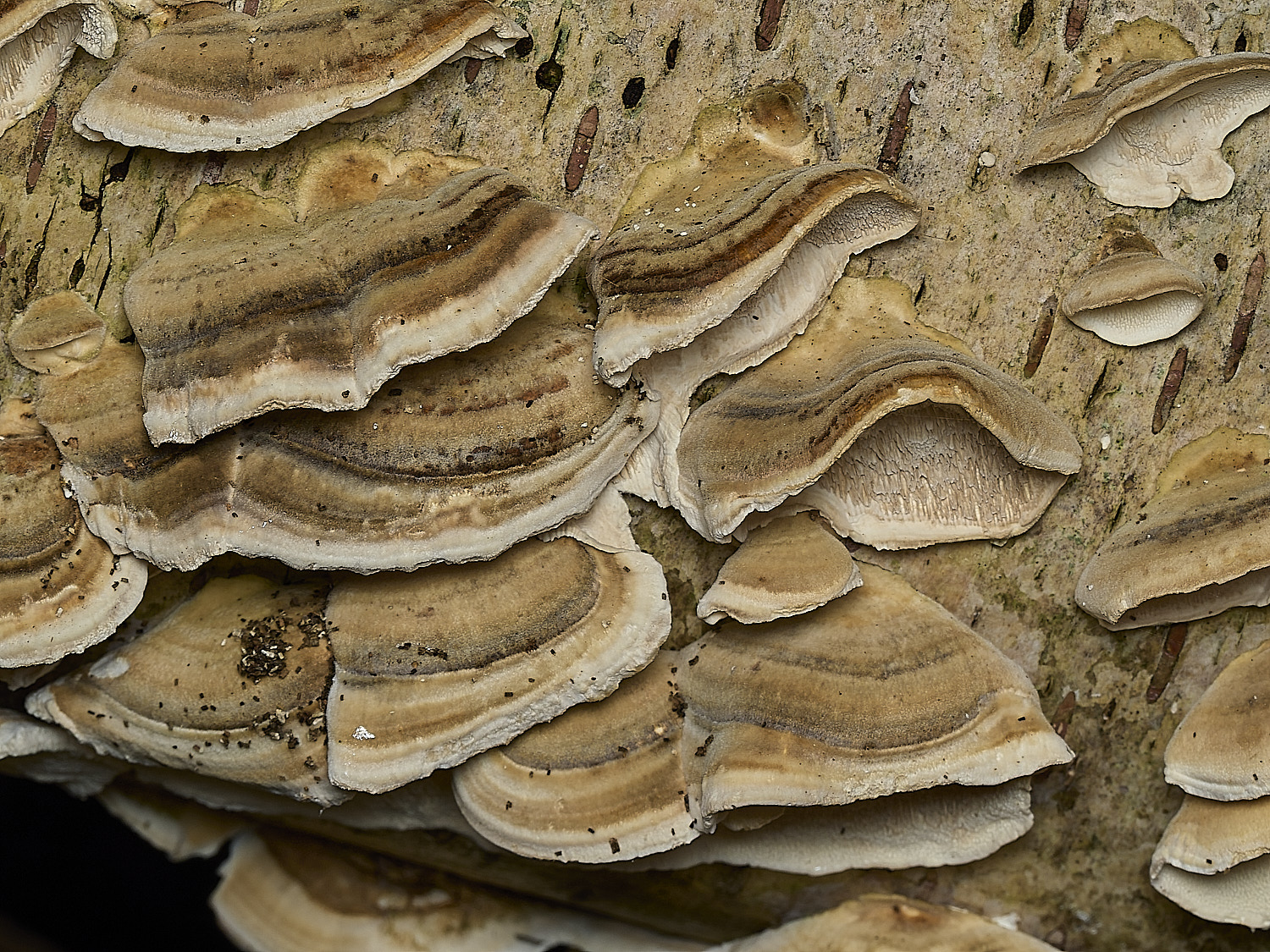AlderfordCommonTrametes250326-3