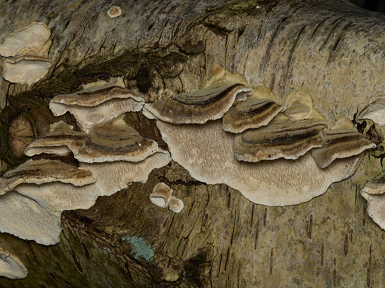 AlderfordCommonTrametes250326-4