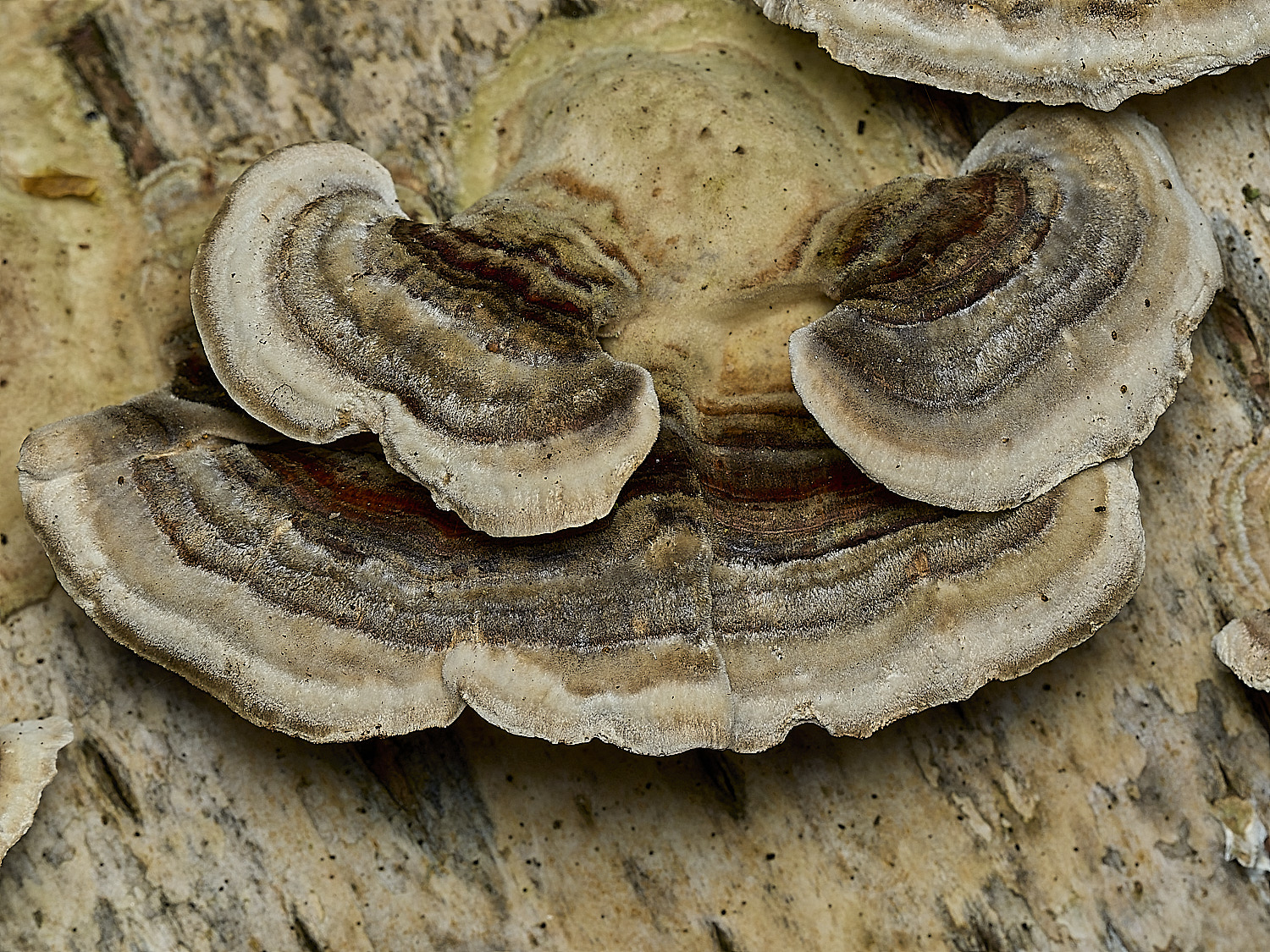 AlderfordCommonTrametes250326-5