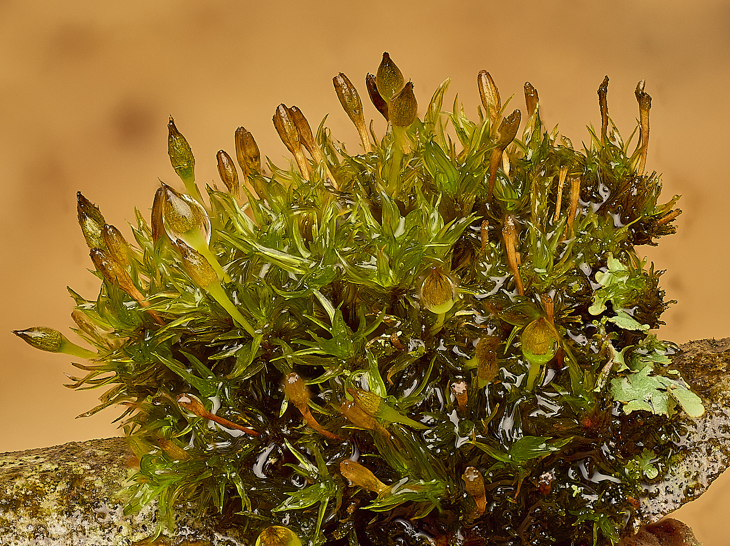 AlderfordCommonUlottacrisp250326-1