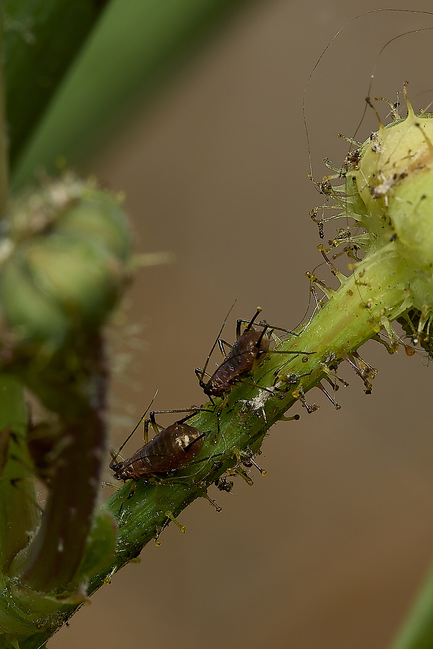 AylshamAphid230726-1