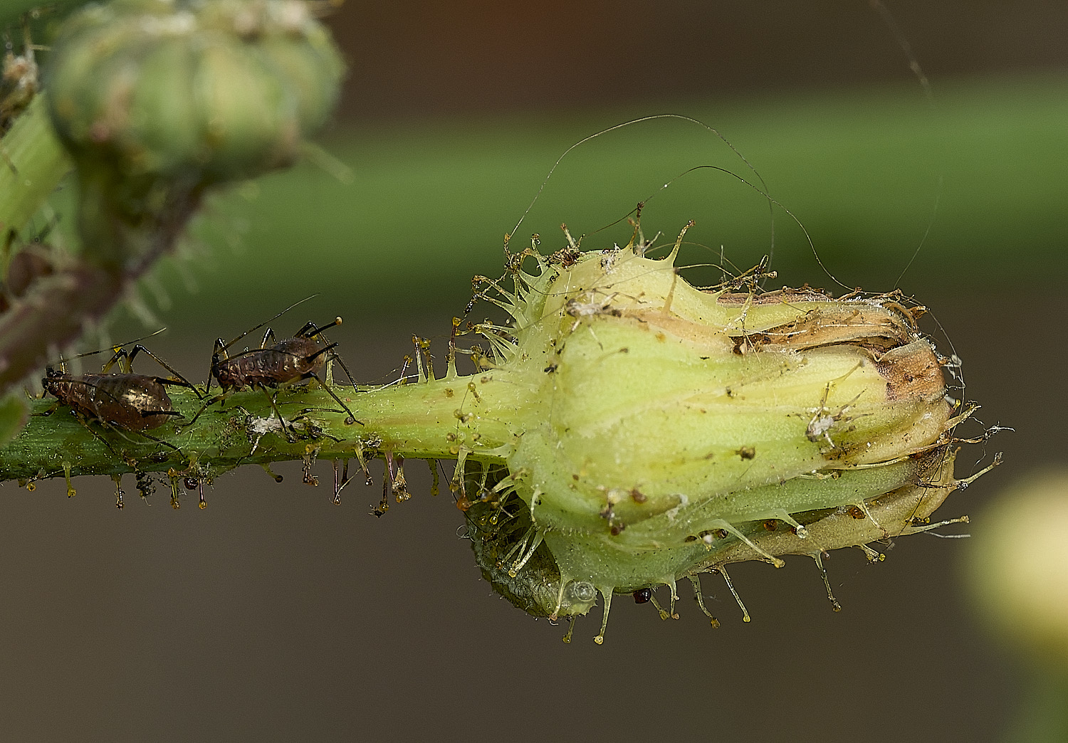 AylshamAphid230726-2