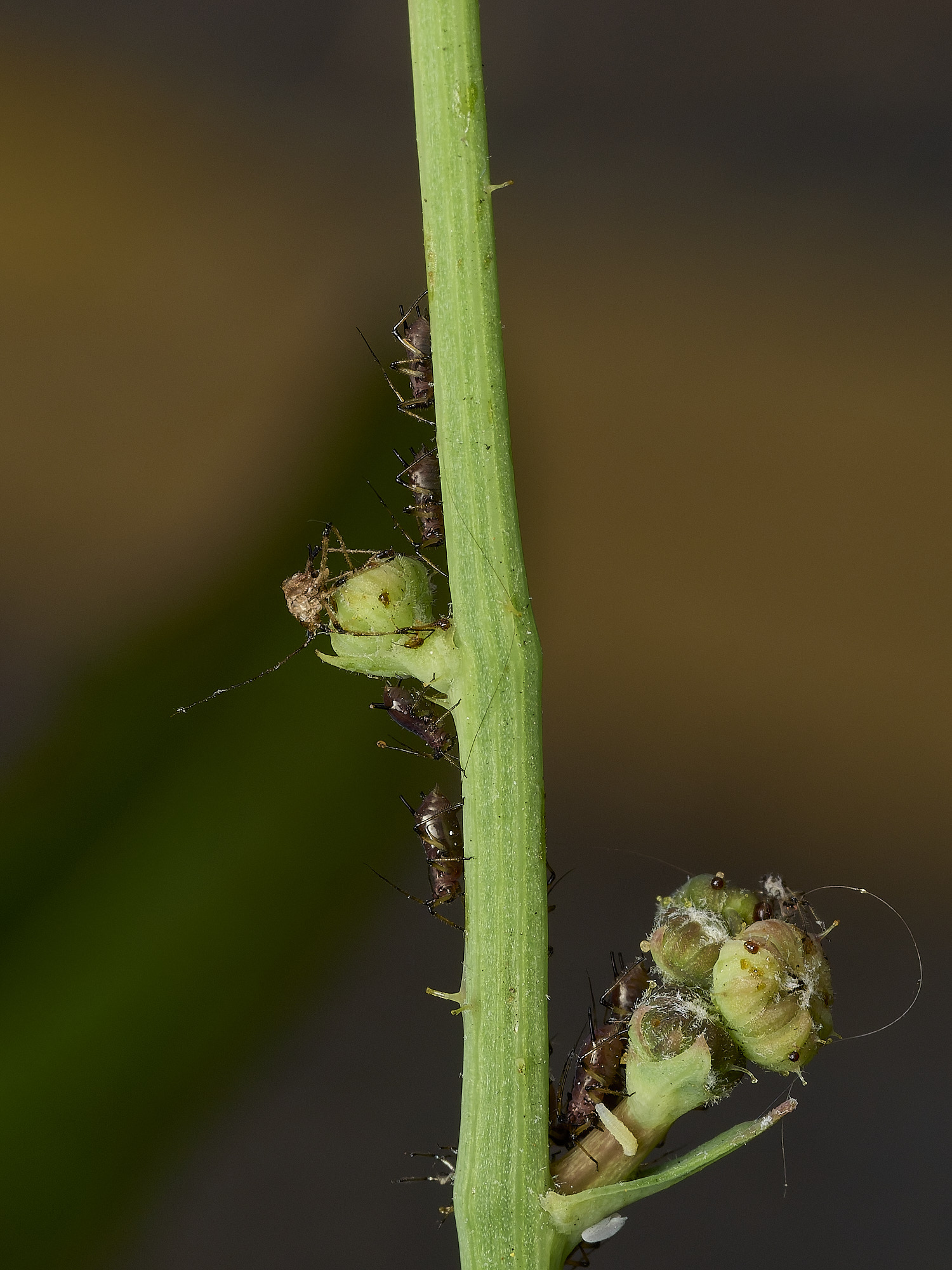 AylshamAphid230726-3