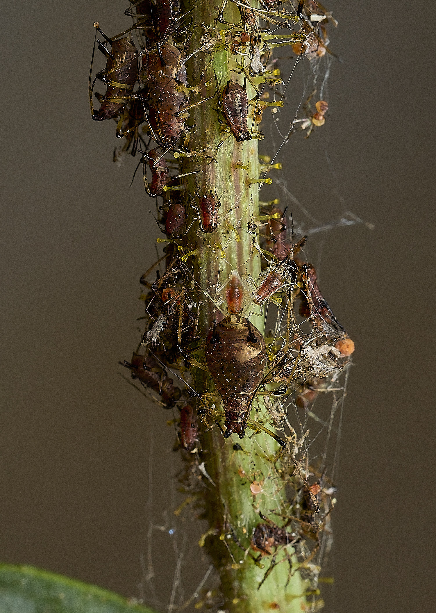 AylshamAphid230726-5