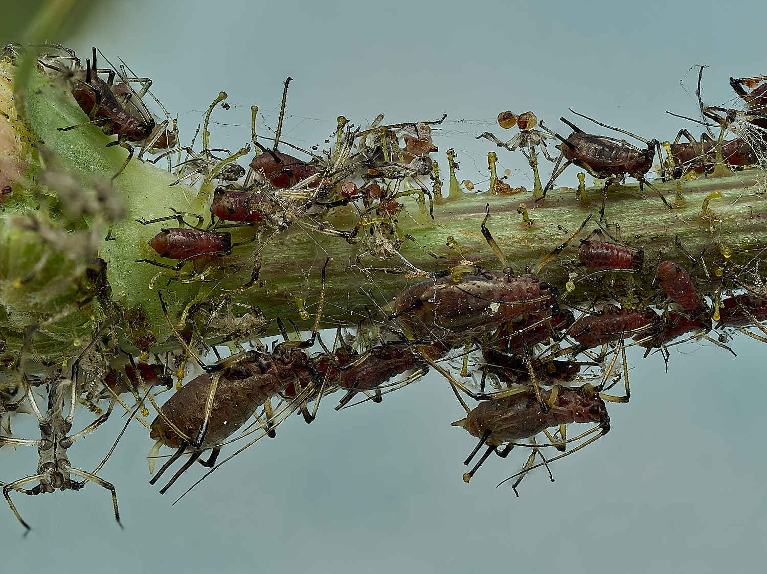 AylshamAphid230726-6
