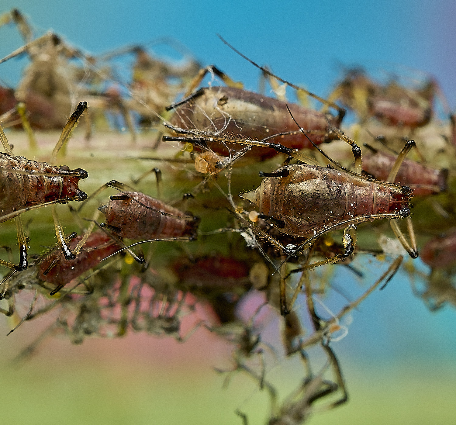 AylshamAphid230726-8