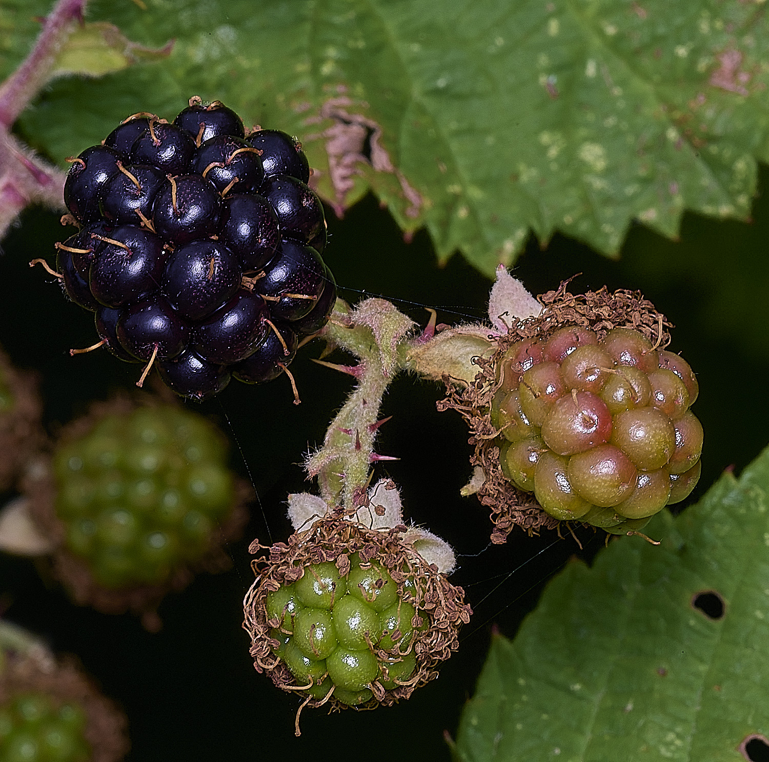 AylshamBerryForming220726-1