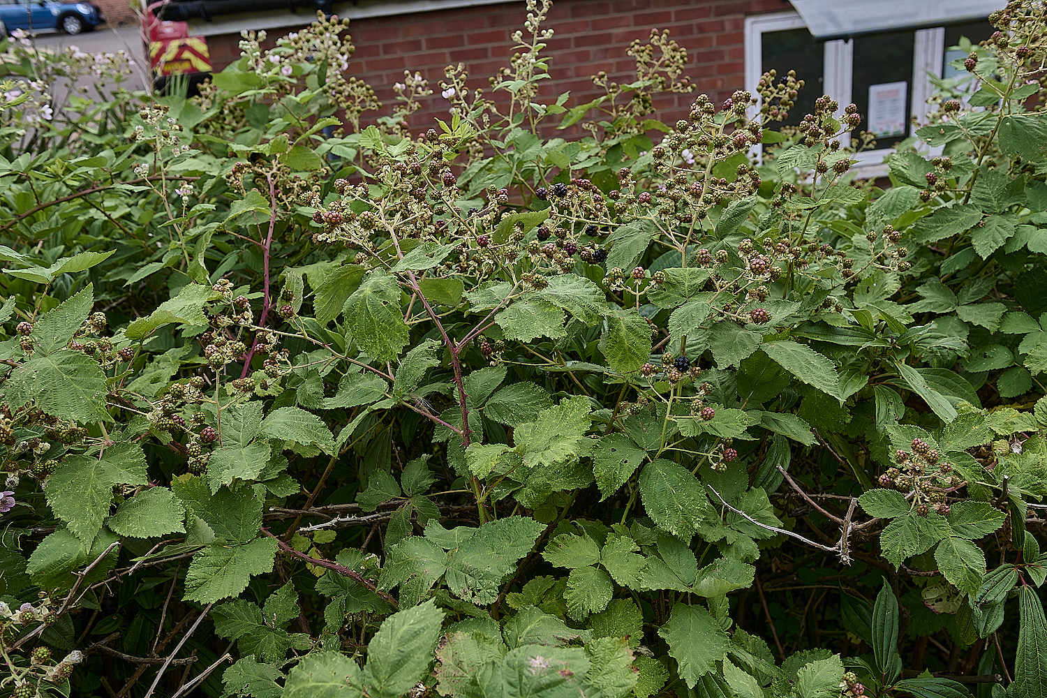 AylshamBushView220726-1