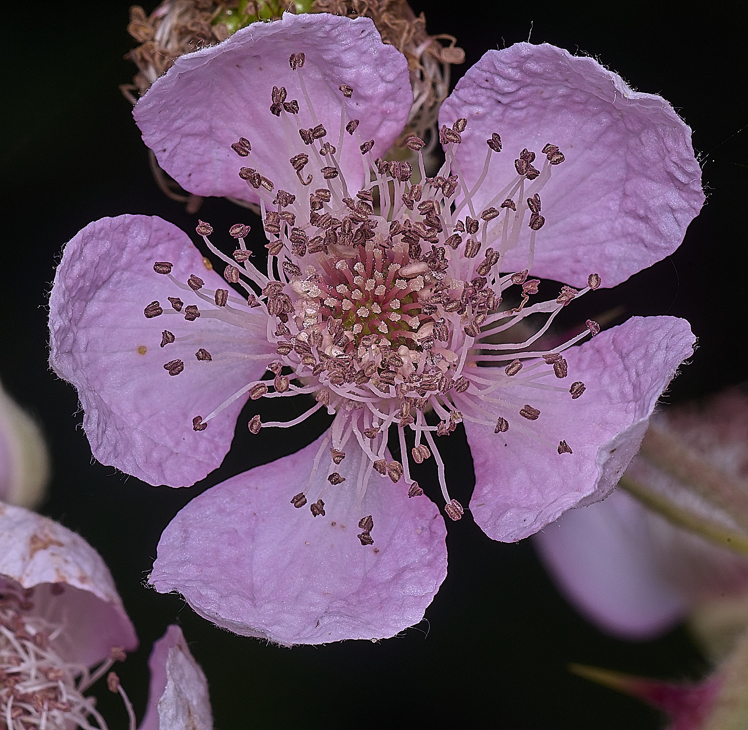 AylshamFlowerFrontLay220726-1