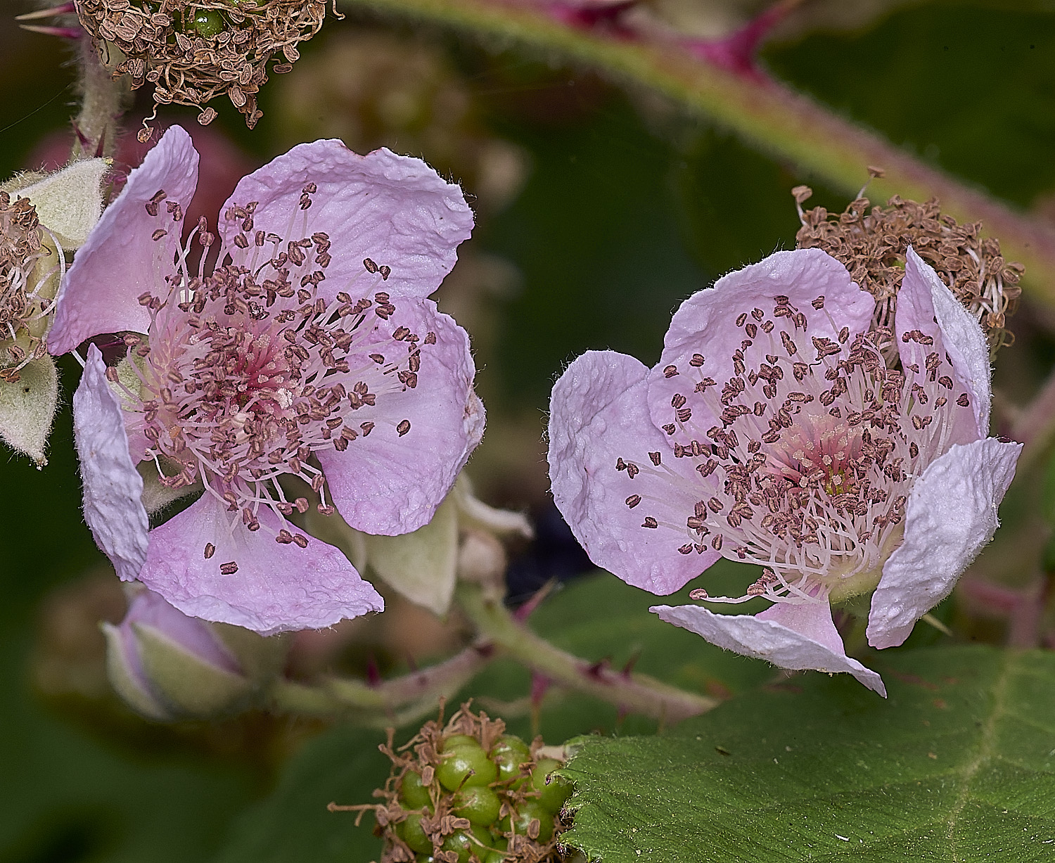 AylshamFlowerFrontLay220726-2
