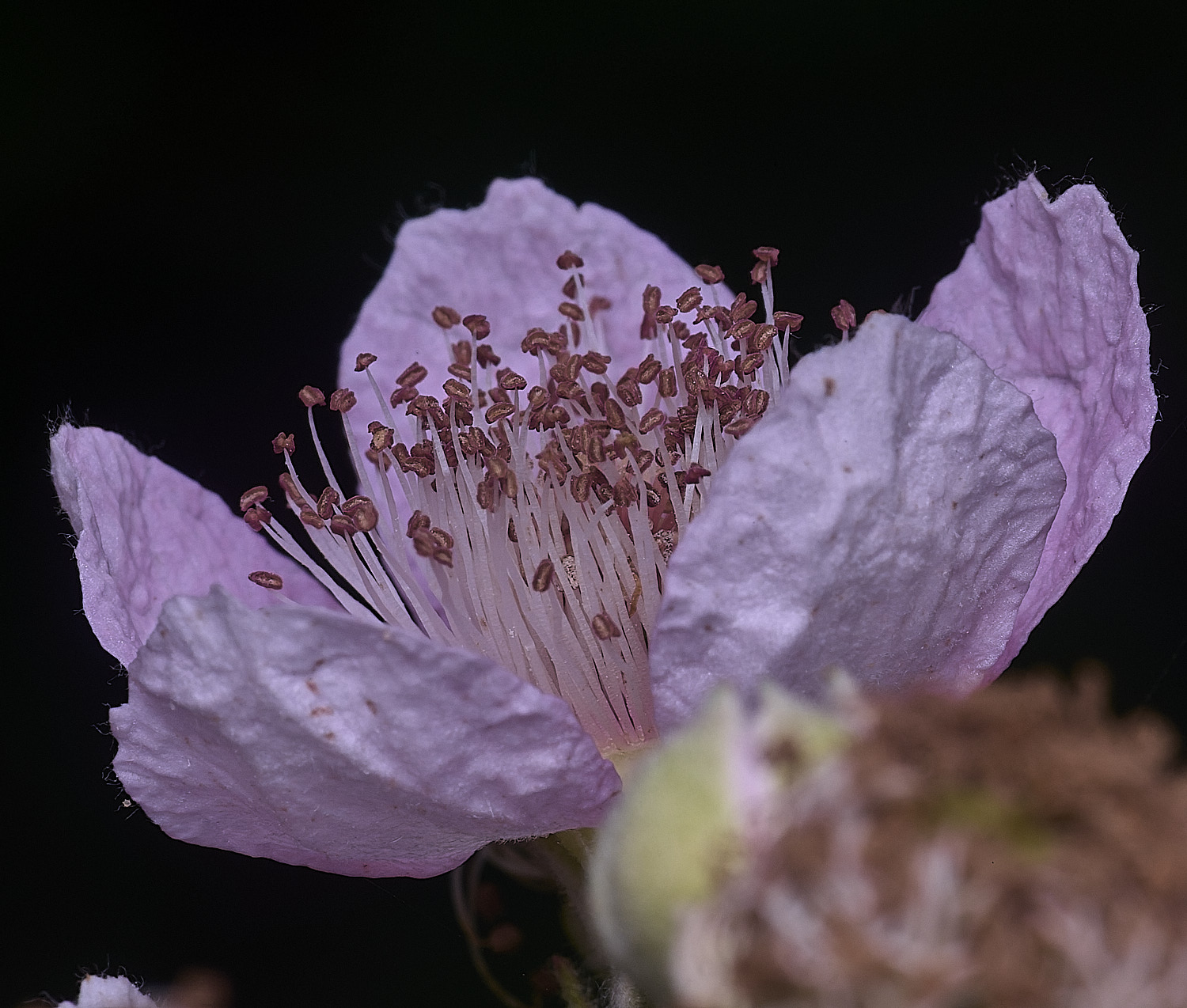 AylshamFlowerSideview220726-1