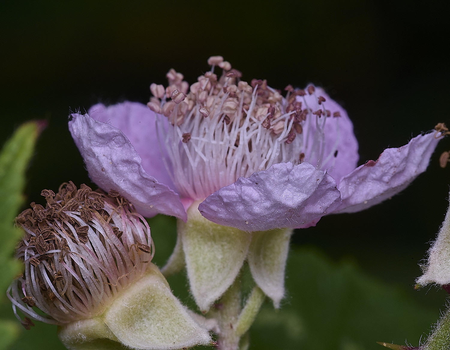 AylshamFlowerSideview220726-2