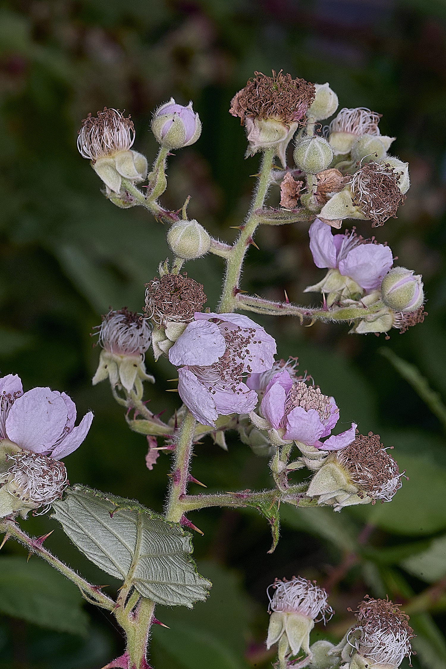 AylshamInflorescence220726-1