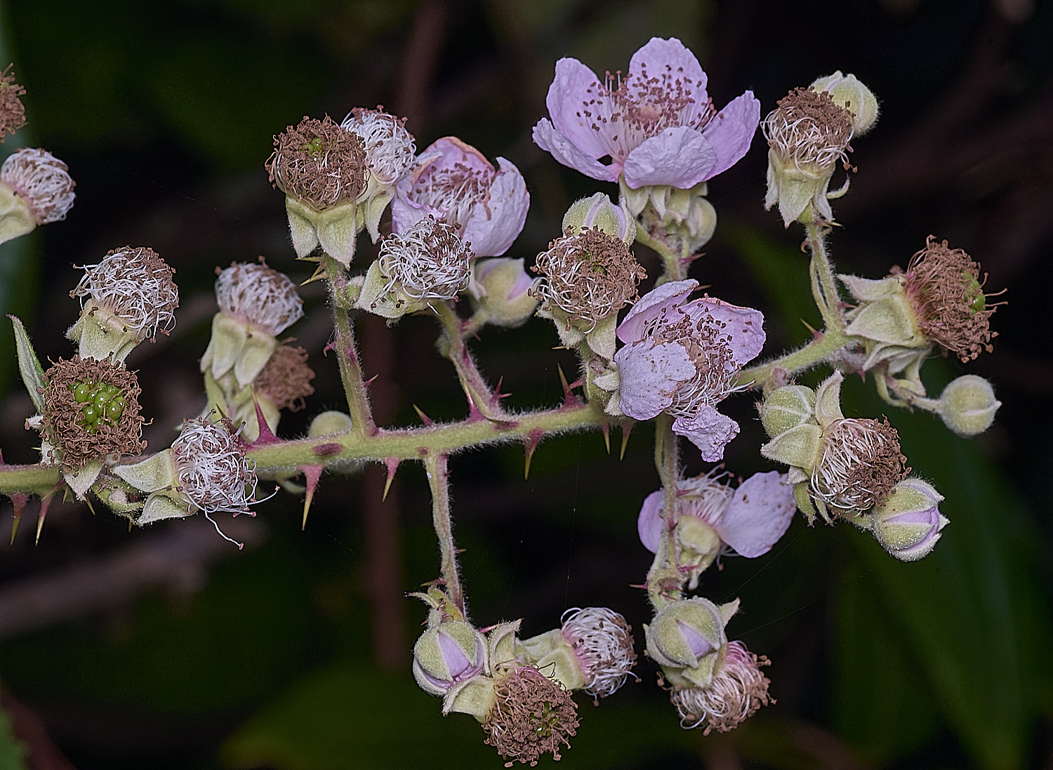 AylshamInflorescence220726-2