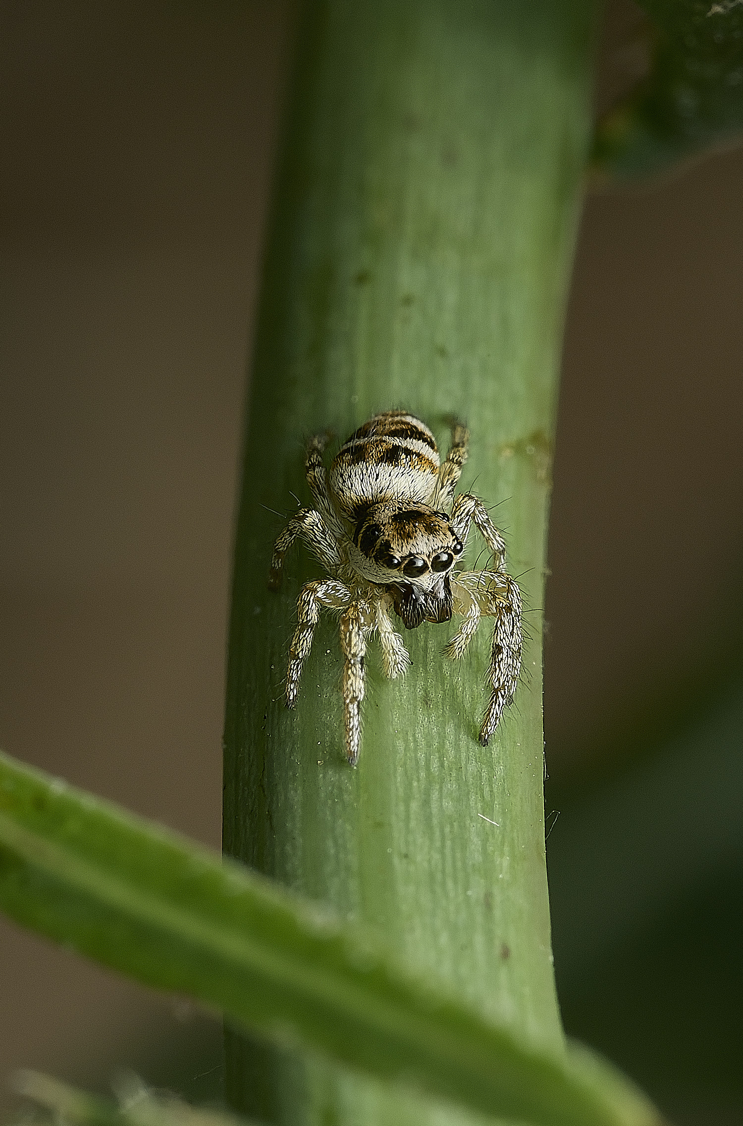 AylshamJumpingSpider230726-1