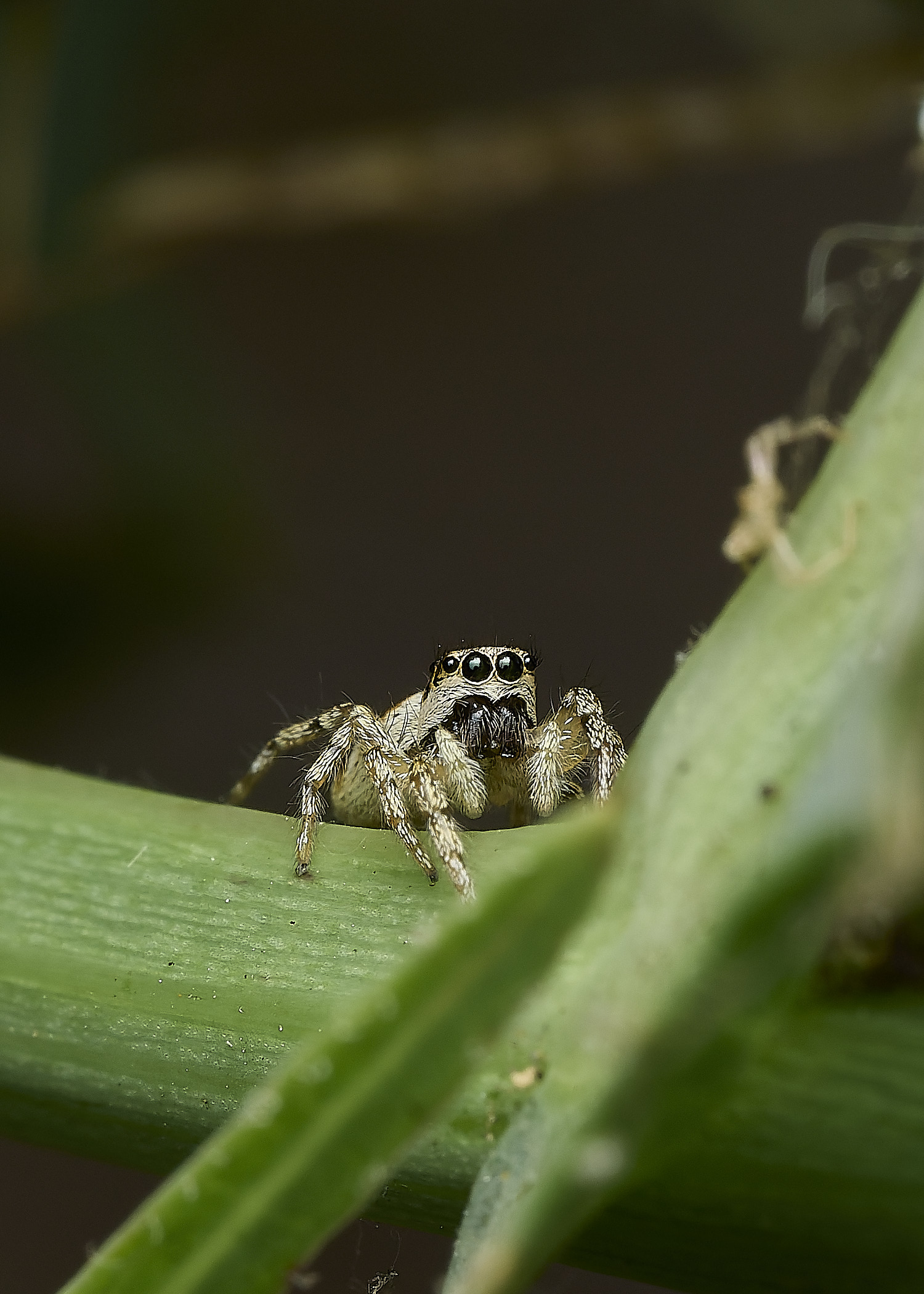 AylshamJumpingSpider230726-2