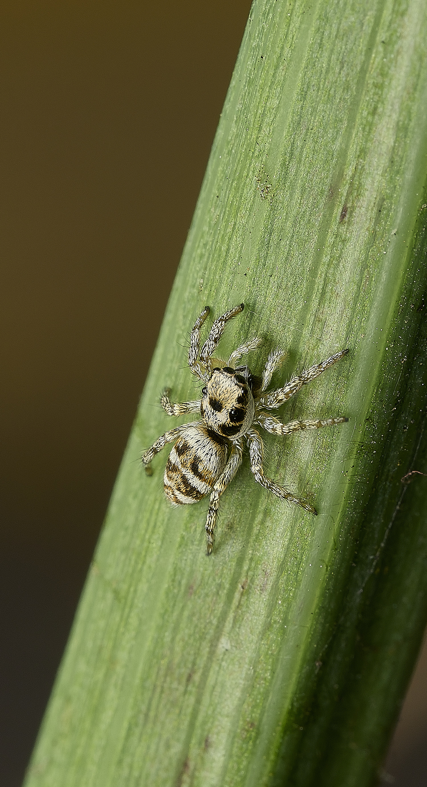 AylshamJumpingSpider230726-3