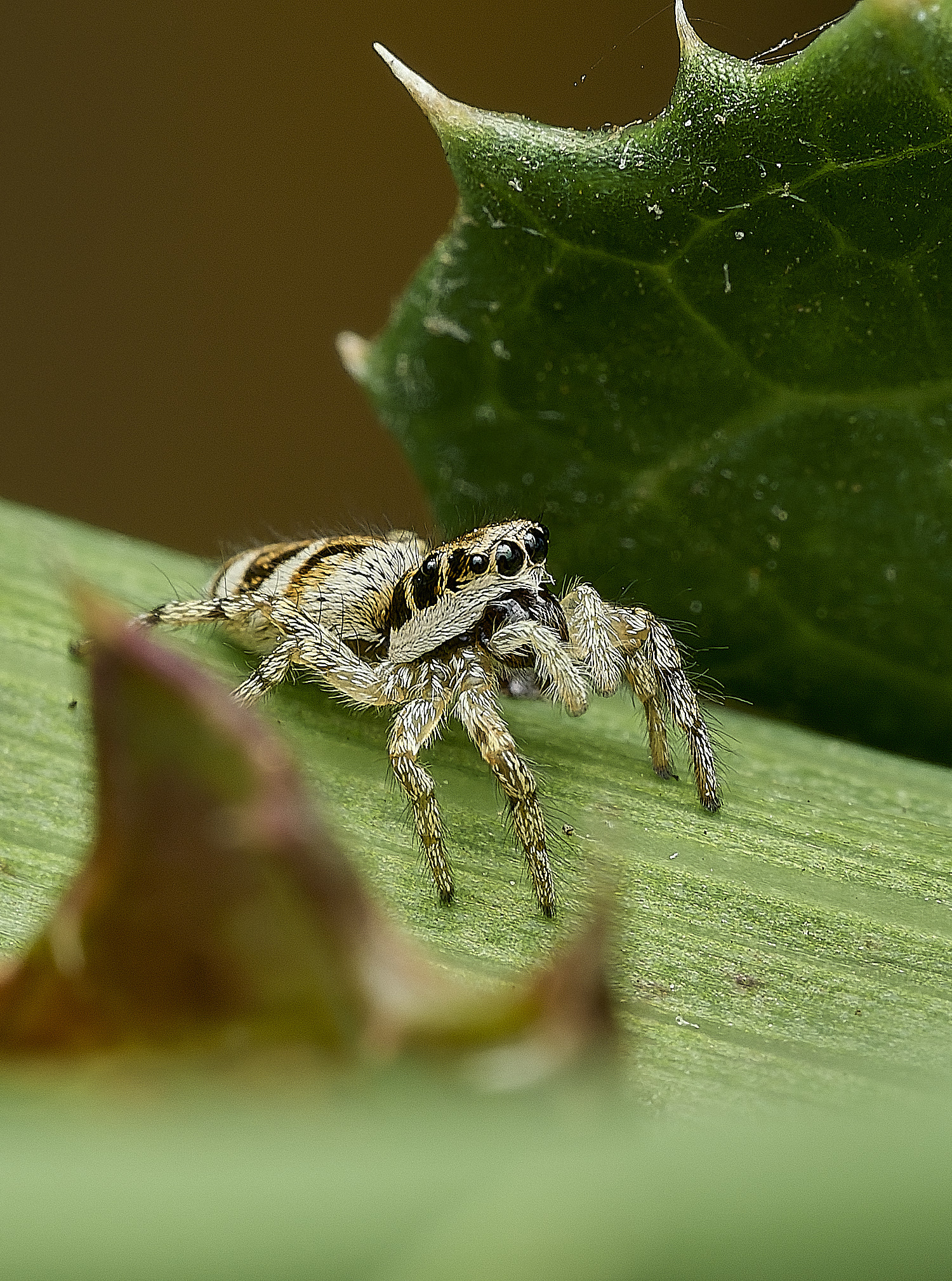 AylshamJumpingSpider230726-4