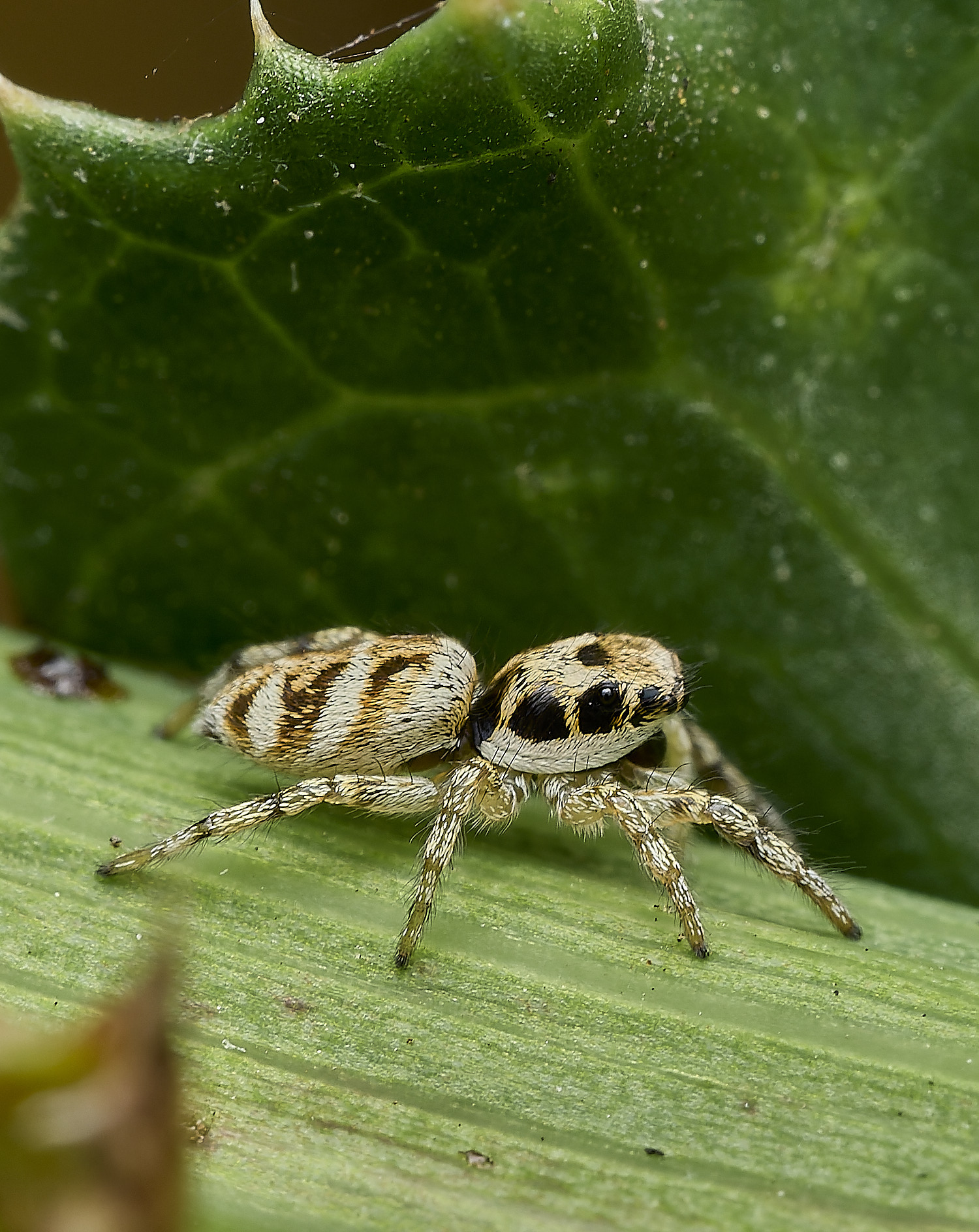 AylshamJumpingSpider230726-5