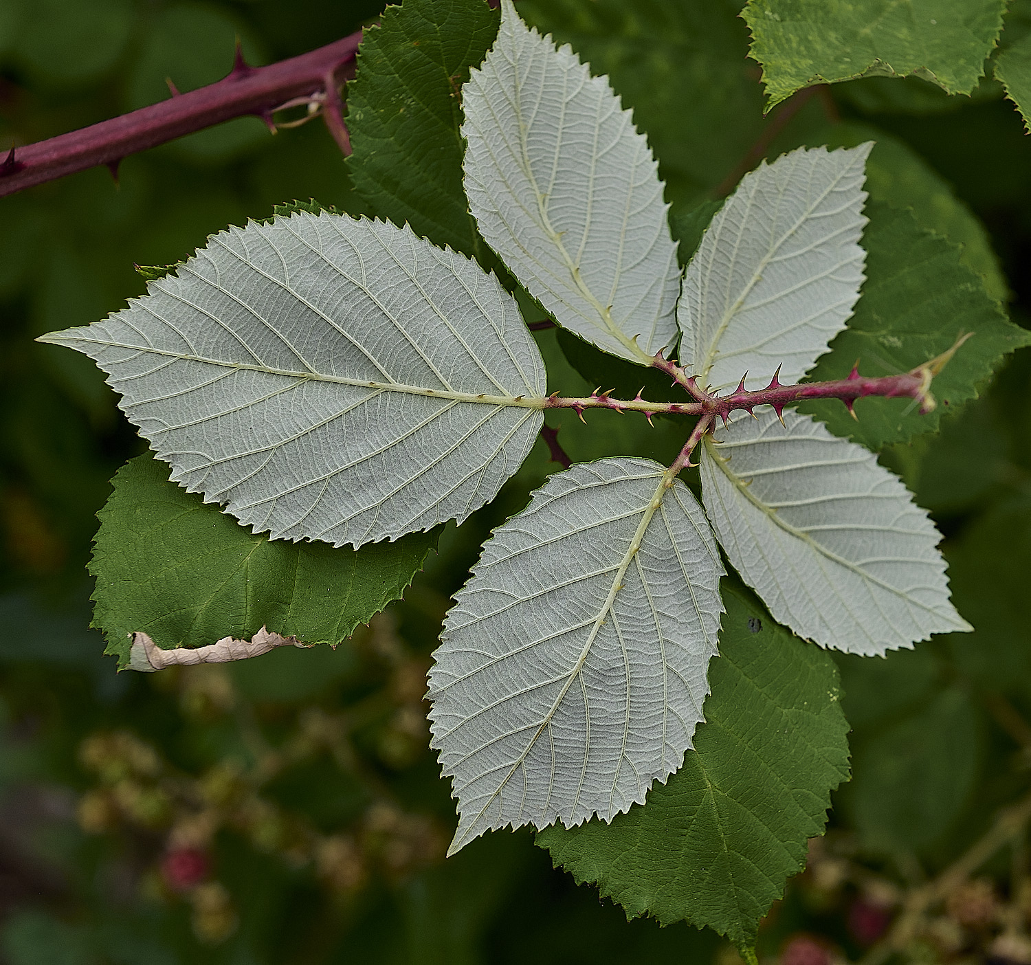 AylshamLeafAbaxial220726-1