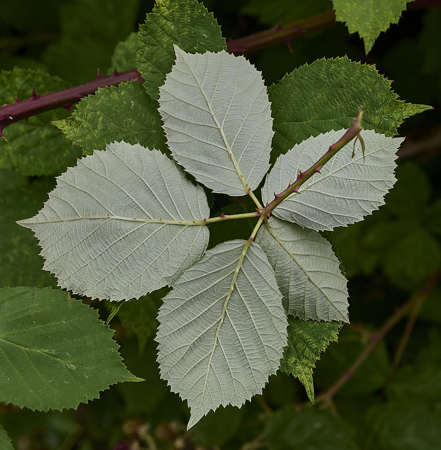 AylshamLeafAbaxial220726-2