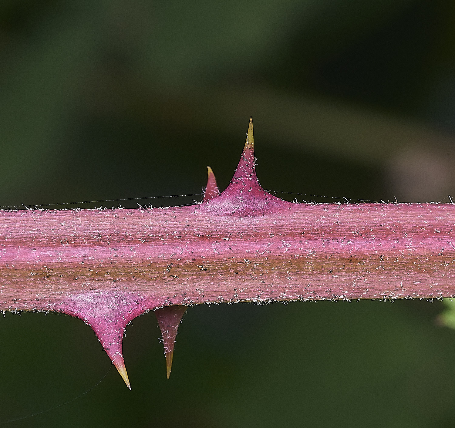 AylshamPrimicaneCloseup220726-2