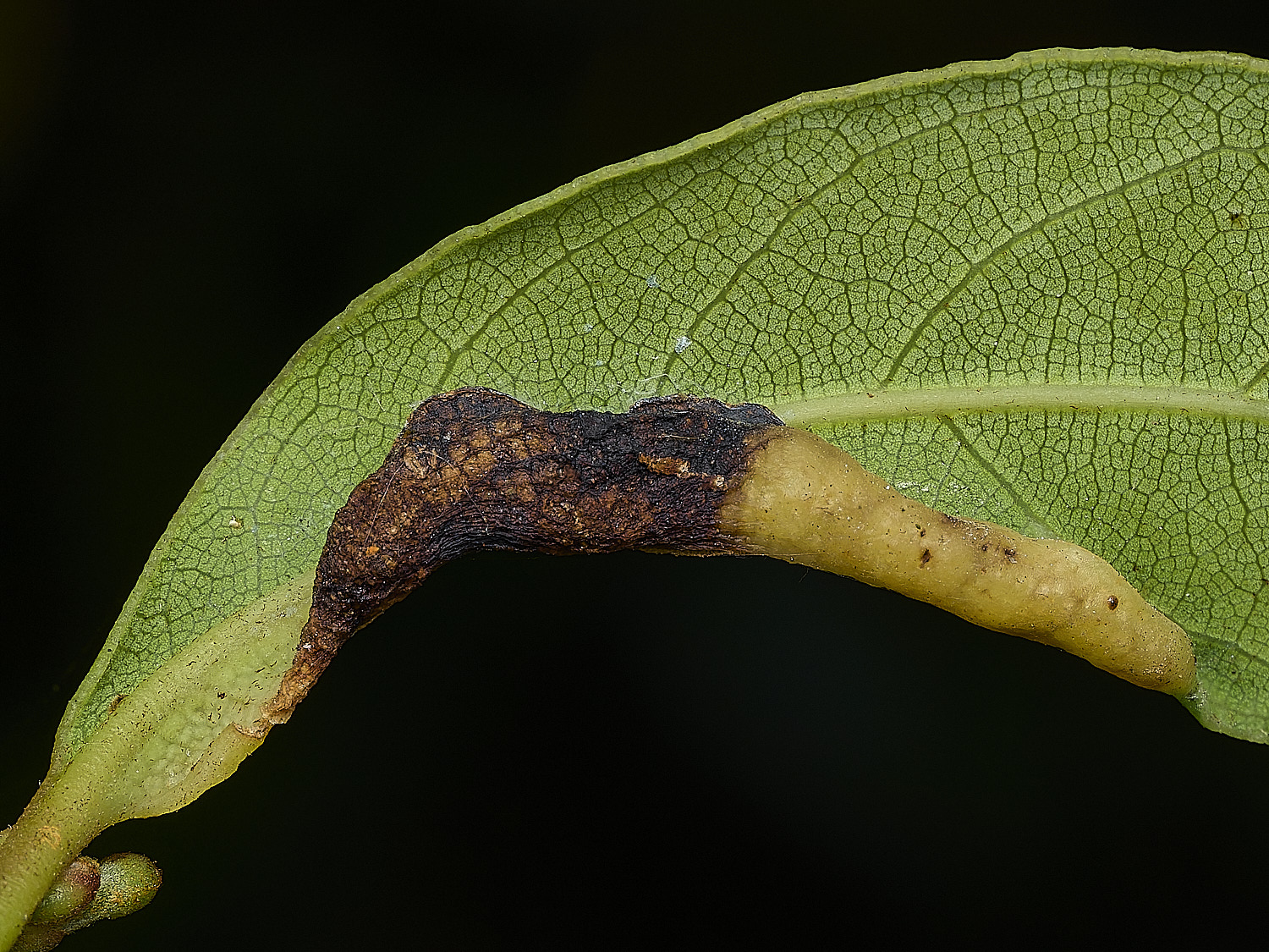 AylshamPsyllid230726-1