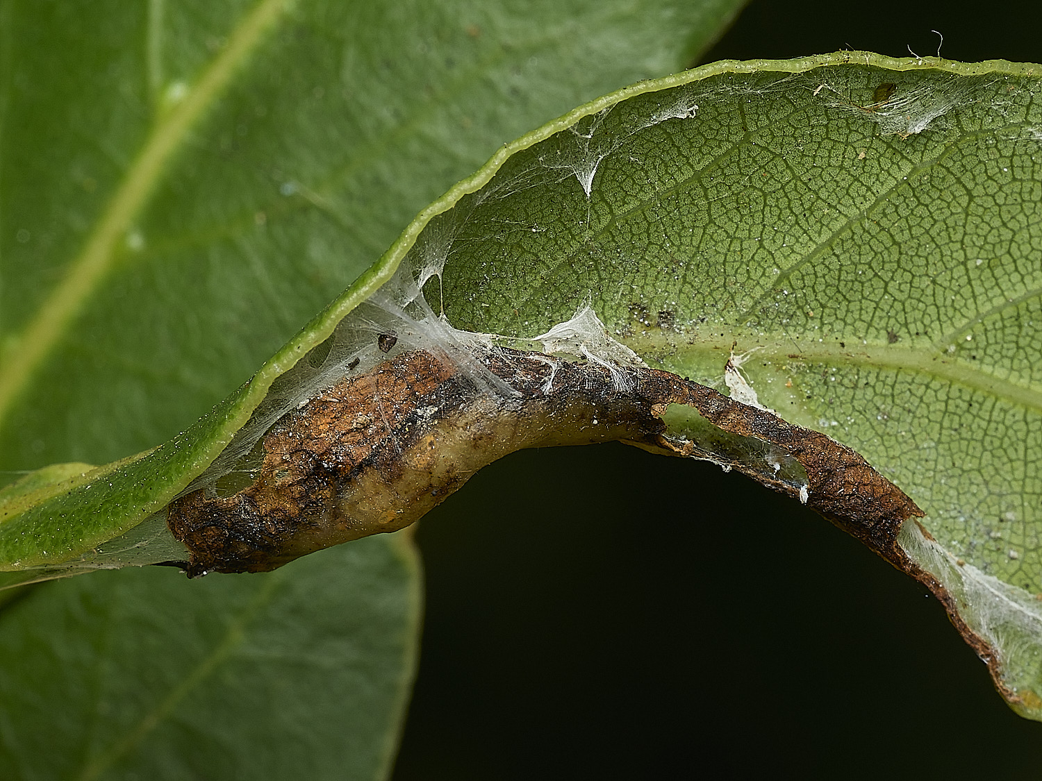 AylshamPsyllid230726-2